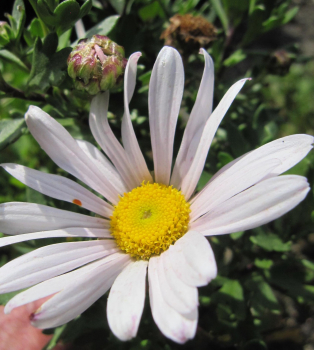 Preview: Chrysanthemum arcticum Roseum 2
